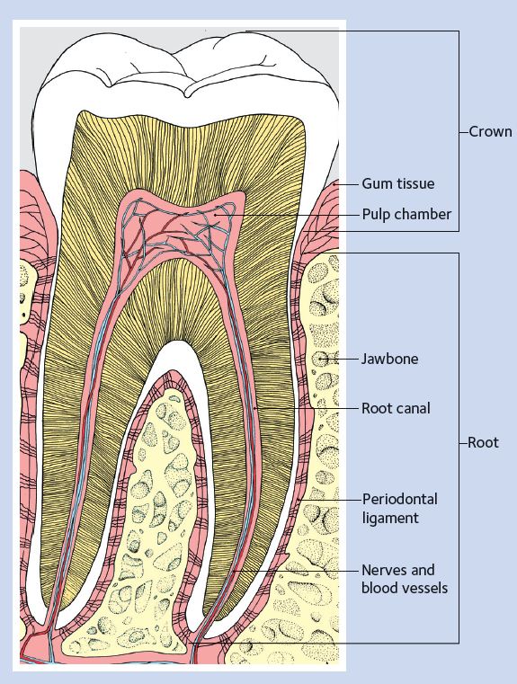 Healthy Tooth