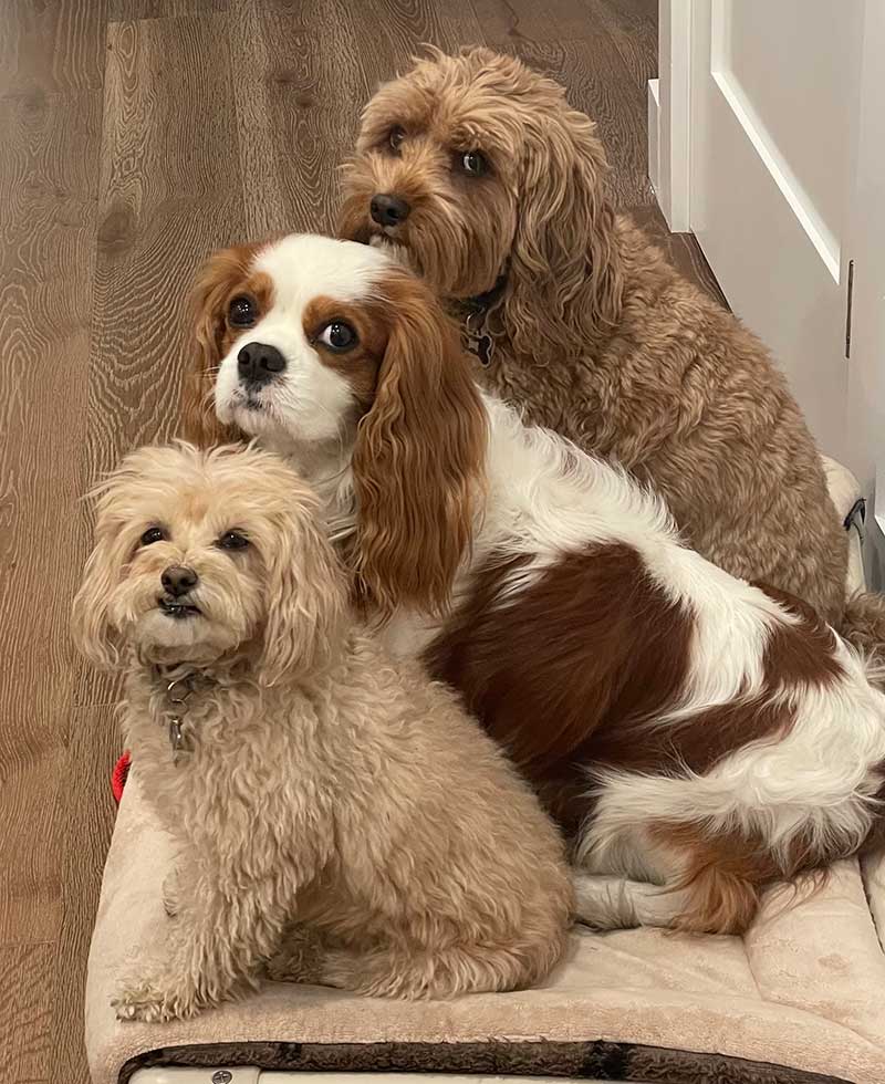 Luna, Boston, and Phoenix, Chief Emotional Support Officers